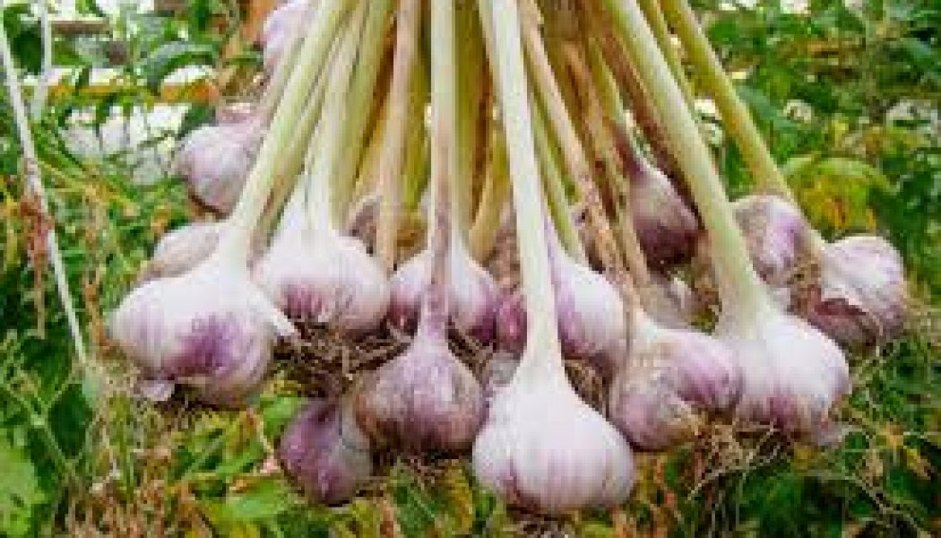 Garlic