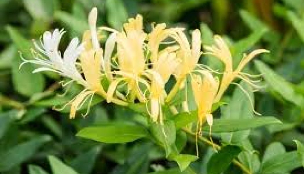 Honeysuckle