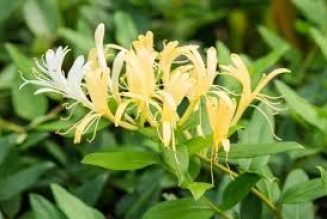 Honeysuckle