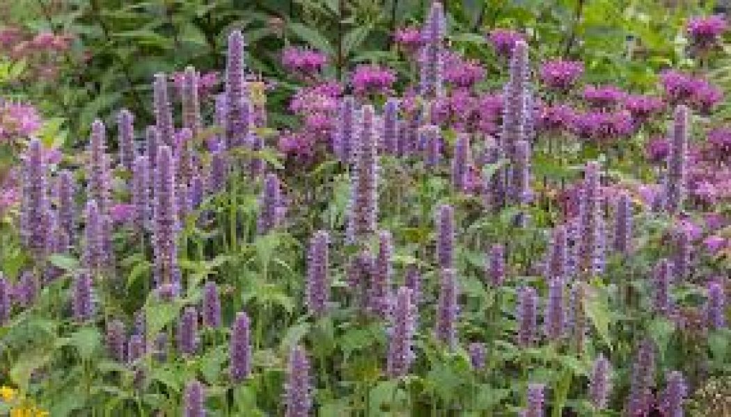 Hyssop