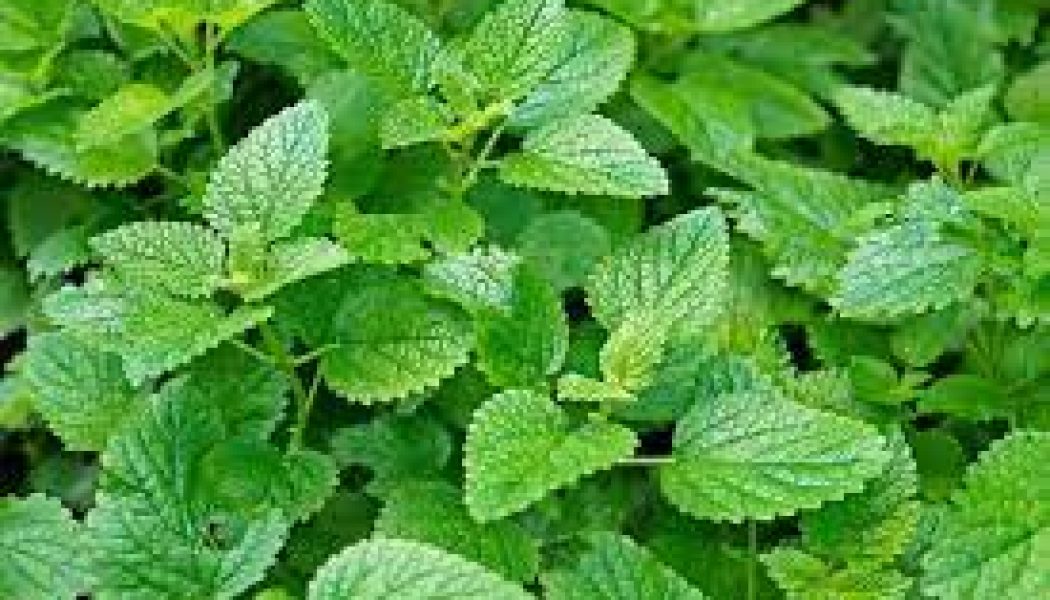 Lemon balm