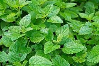 Lemon balm