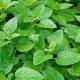 Lemon balm