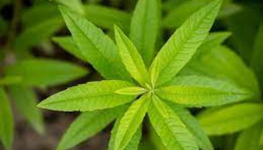 Lemon Verbena