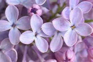 Lilac