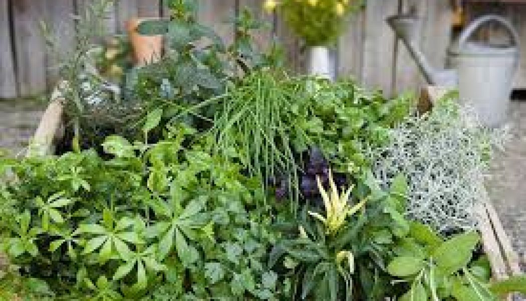 A Short List of Magickal Plants