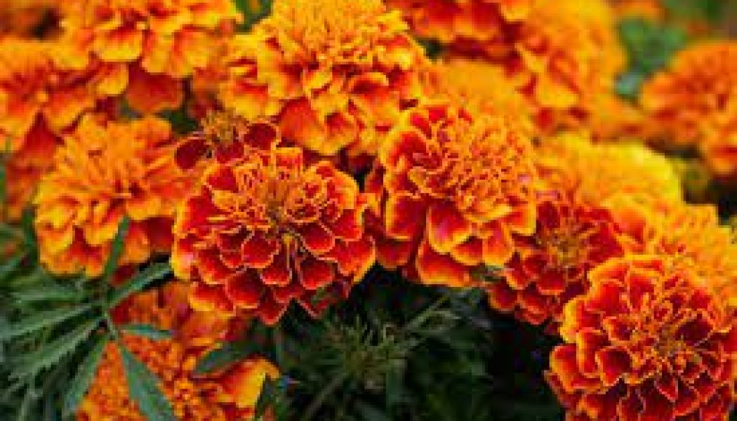 Marigold