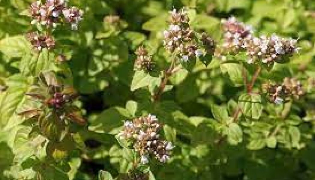 Marjoram