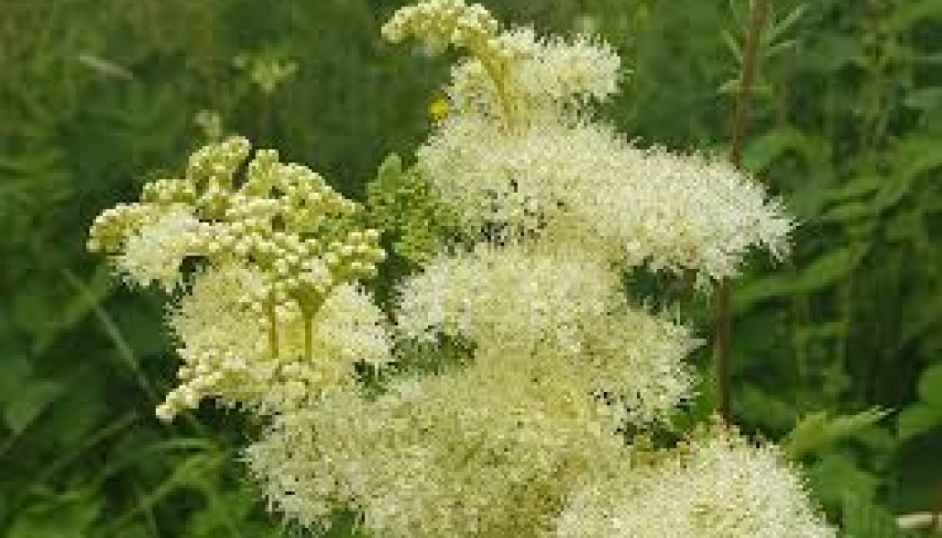 Meadowsweet