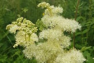 Meadowsweet