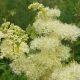 Meadowsweet