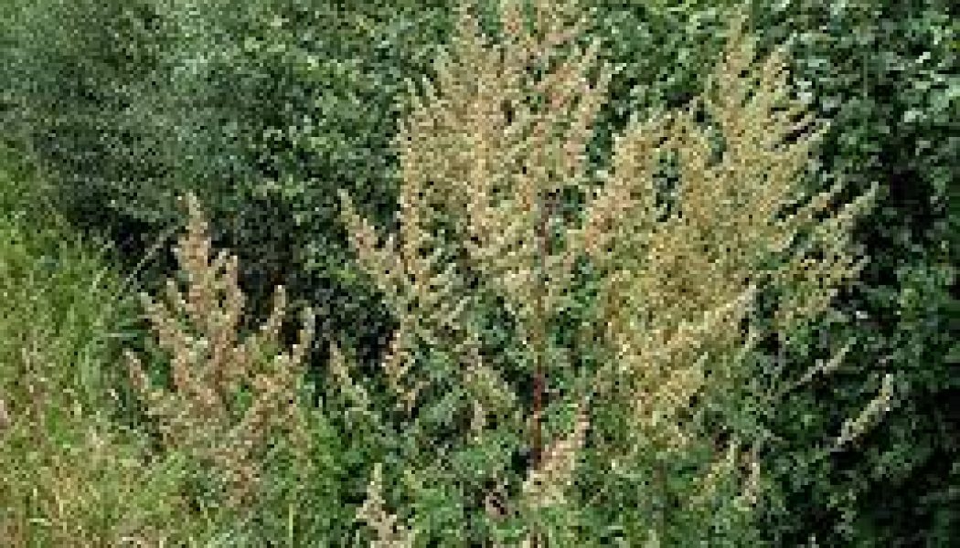 Mugwort