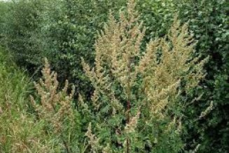 Mugwort