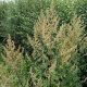 Mugwort