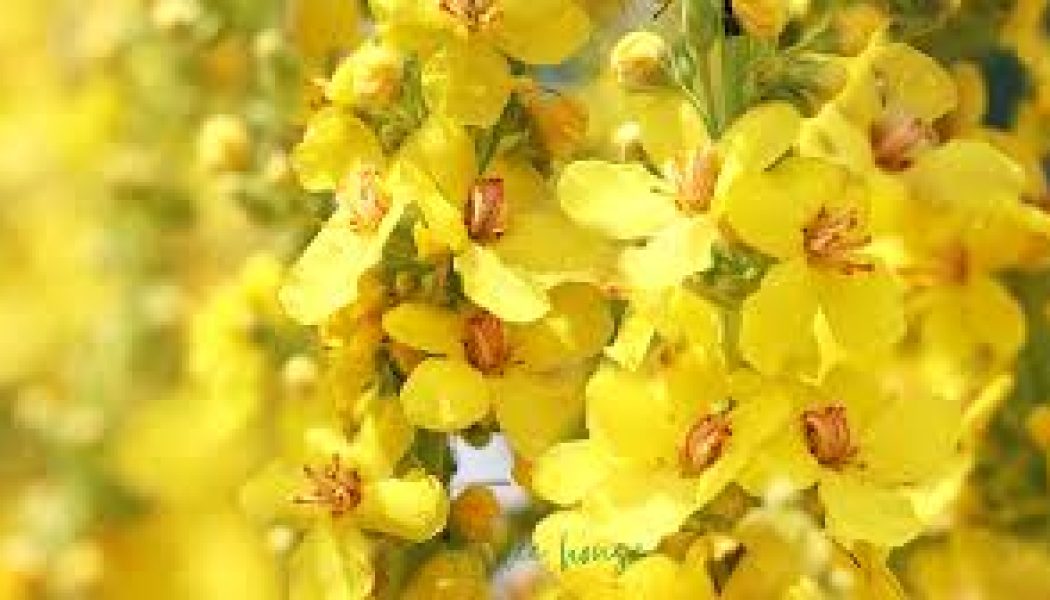 Mullein