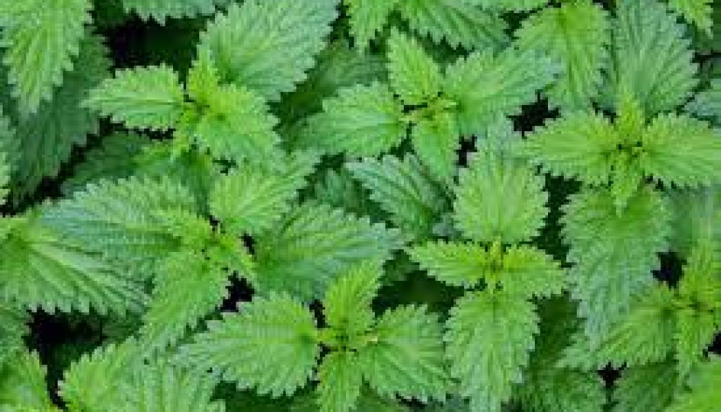 Nettle