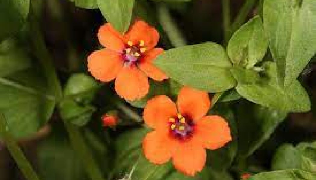 Pimpernel