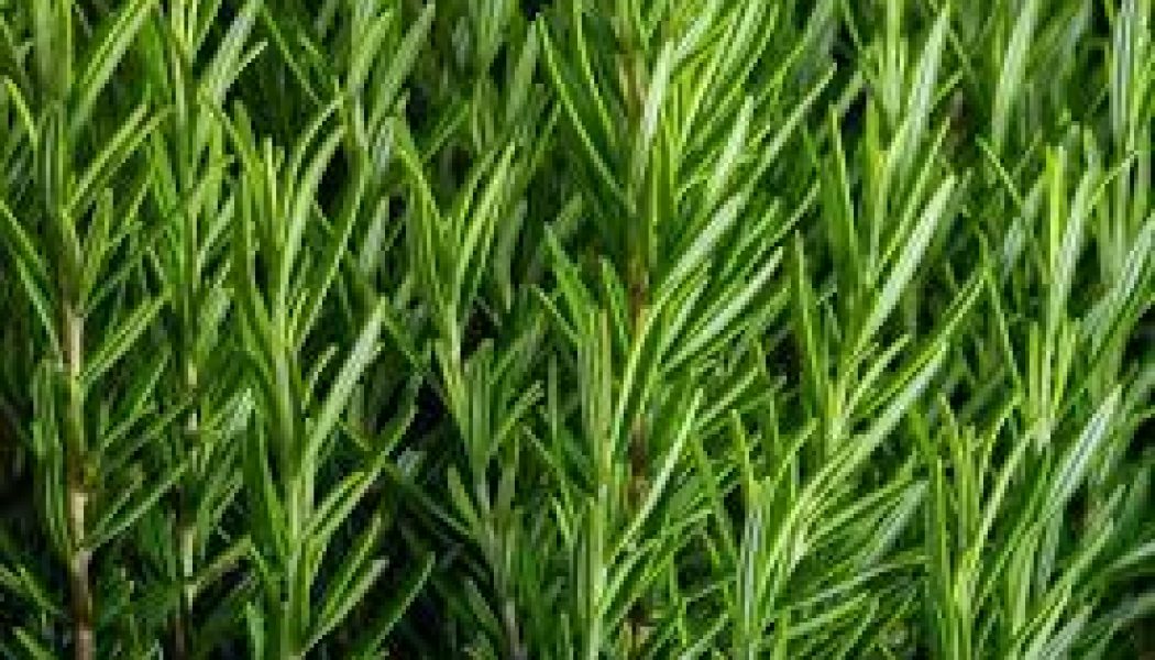 Rosemary