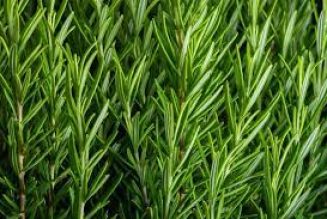 Rosemary