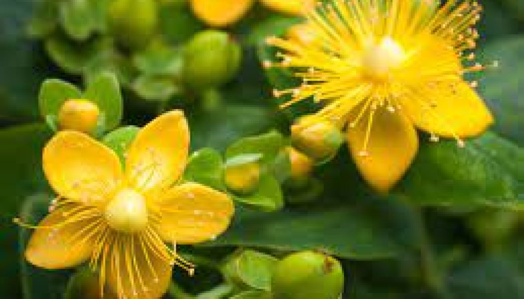 St John’s Wort