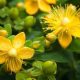 St John’s Wort