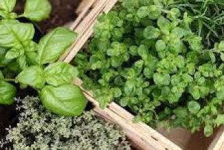 The uses of Herbs Money