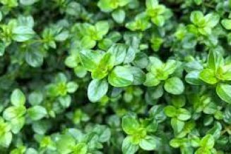 Thyme