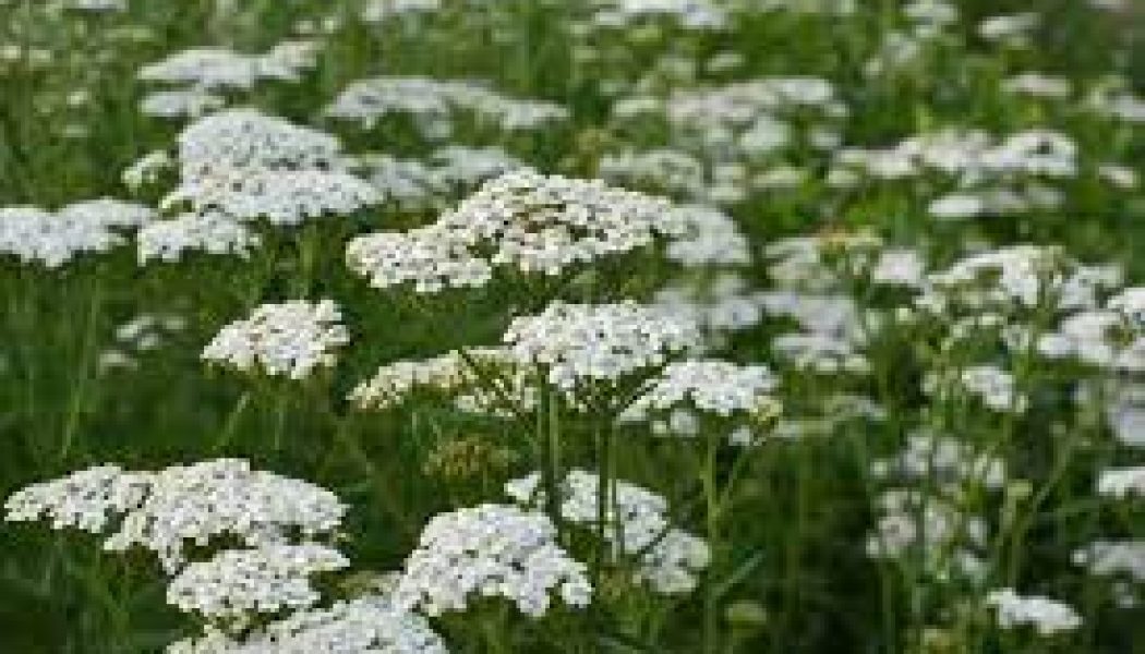 Yarrow