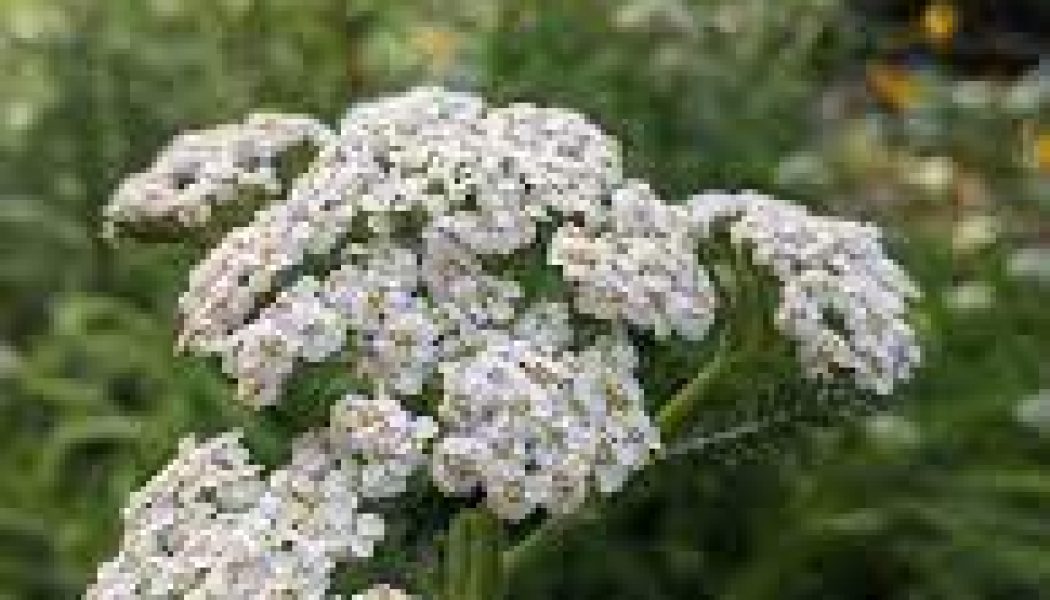 Yarrow Spell