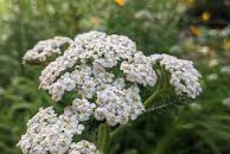 Yarrow Spell