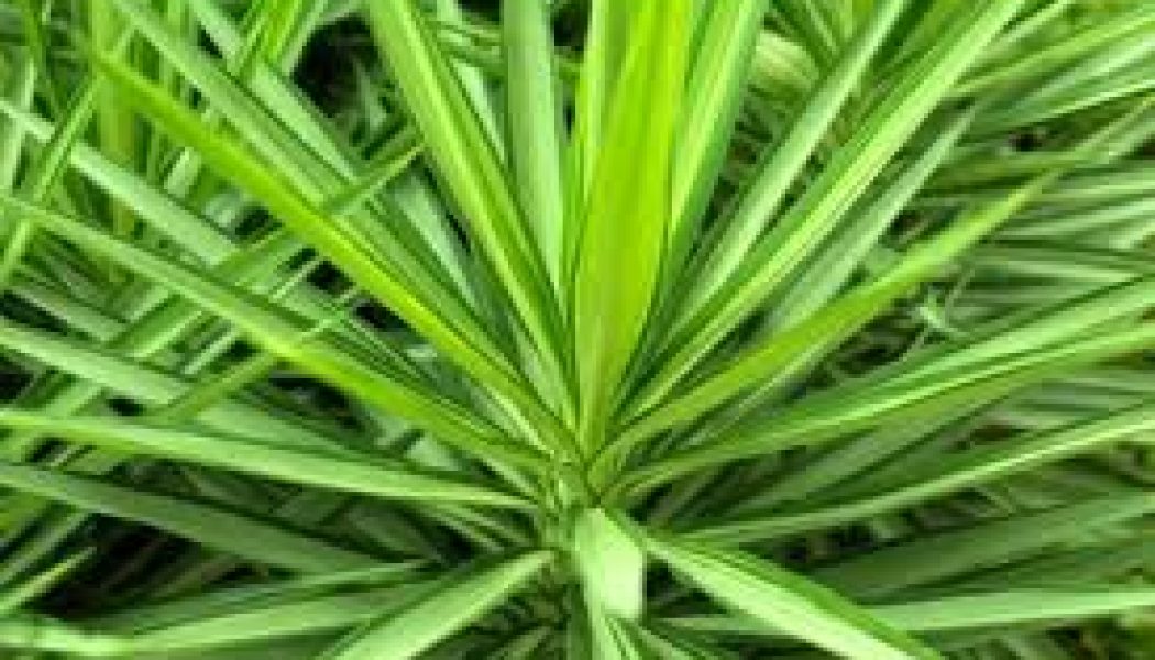 Yucca