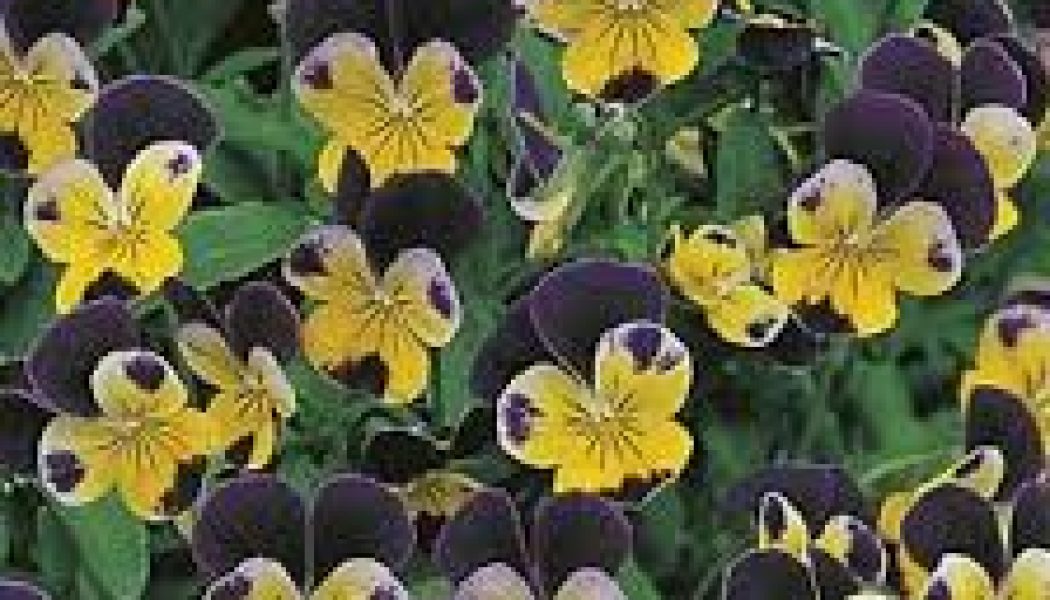 Heartsease