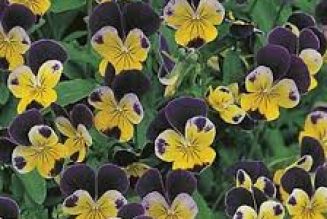 Heartsease