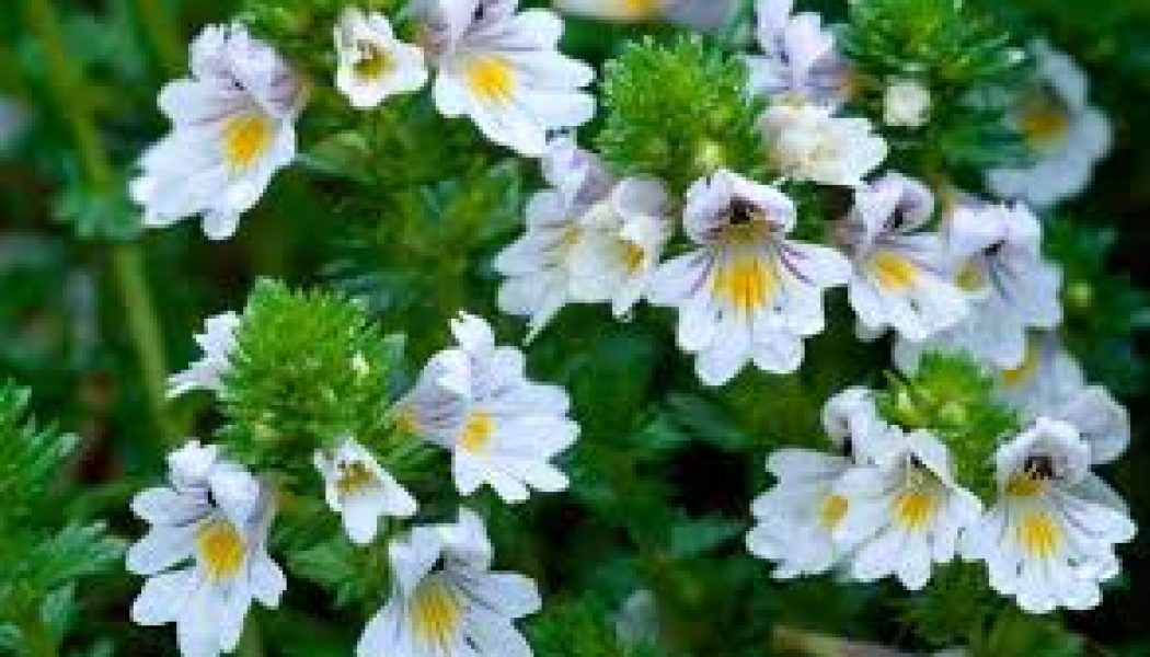 Eyebright