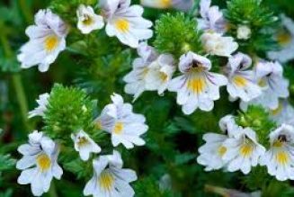 Eyebright