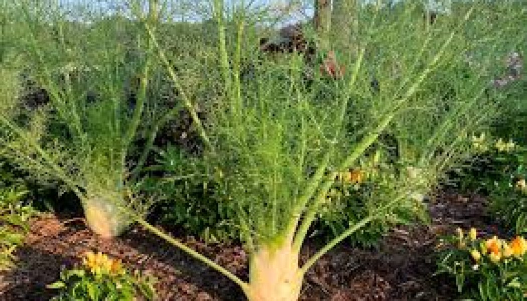 Fennel