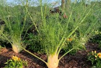 Fennel