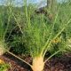 Fennel