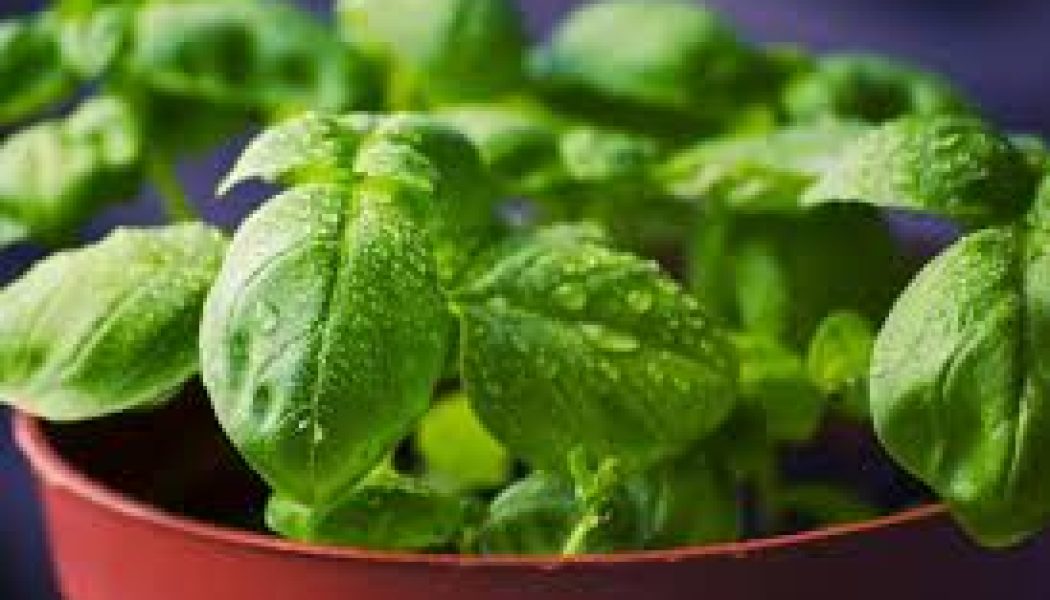 Basil Spell for Business