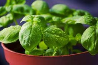 Basil Spell for Business