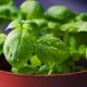 Basil Spell for Business