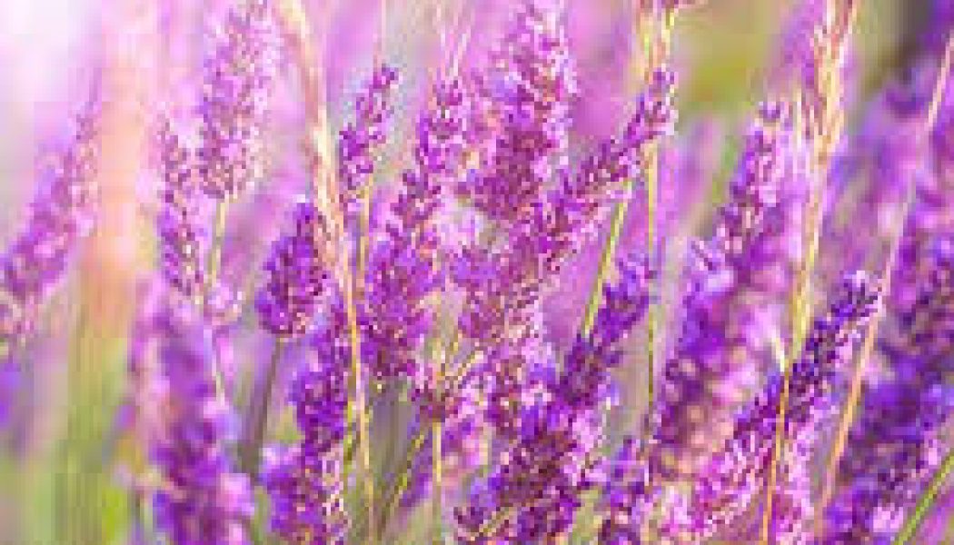 Practical Uses for Herbs: Heartburn