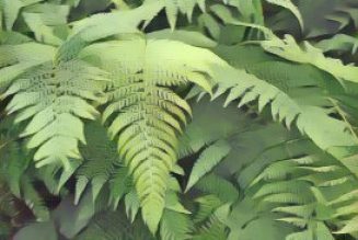 Bracken: Herbs Associated with Dream Magick