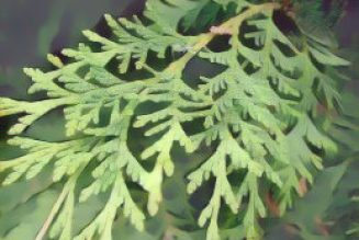 Cedar: Herbs Associated with Dream Magick