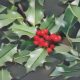 Holly: Herbs Associated with Dream Magick