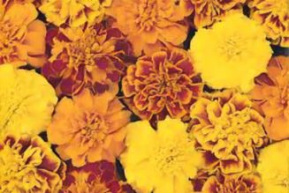 Marigold: Herbs Associated with Dream Magick