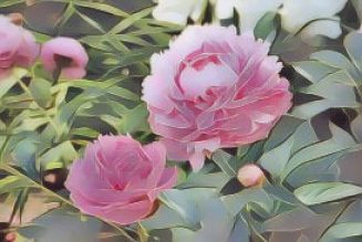 Peony: Herbs Associated with Dream Magick