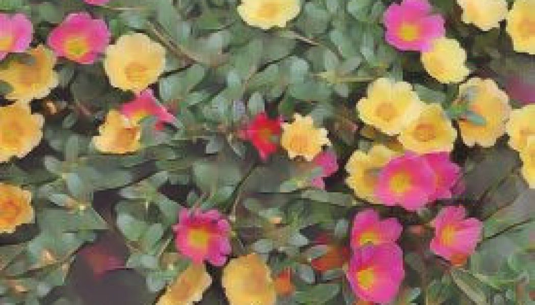 Purslane: Herbs Associated with Dream Magick