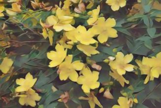 St. John’s Wort: Herbs Associated with Dream Magick