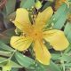 Summer Solstice St John’s Wort Flowers1